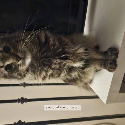 Photo 1/1 Ares Chat lost in Maubec