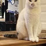 Picture of cat lost at Le Pouzin