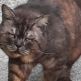 Picture of cat found at Livry Gargan