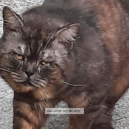 Photo 1/1 Found cat Found in Livry gargan