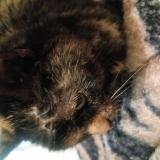 Picture of cat found at St Josse