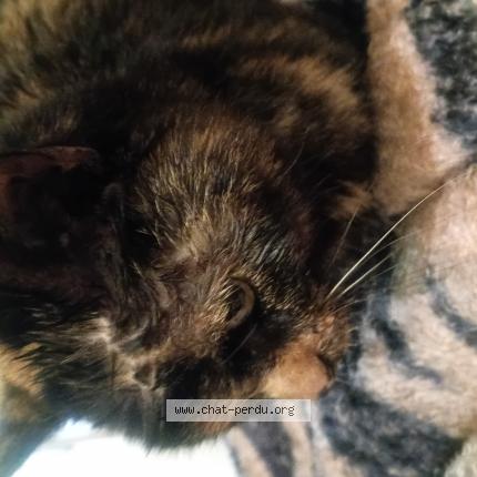 Photo 1/1 Found cat Found in St josse