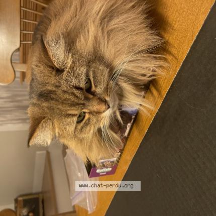 Photo 1/1 Margau Chat lost in Prevost