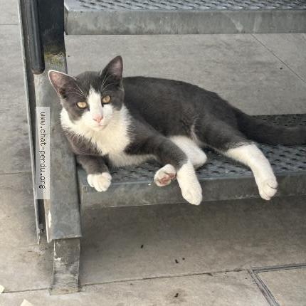Foto van gevonden kat in Bruxelles