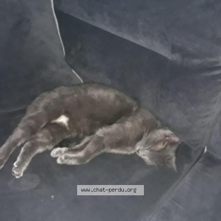 Photo 1/1 Bella Chat lost in Lons le saunier