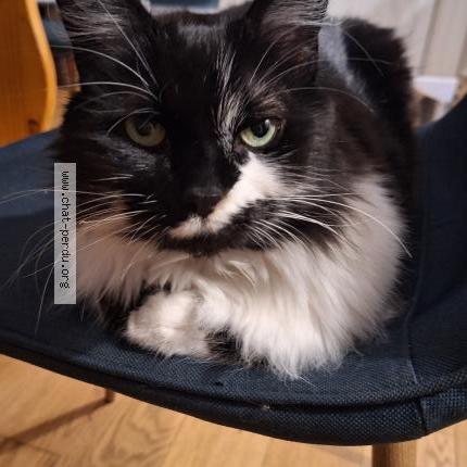 Photo 1/1 Moka Chat lost in Angers