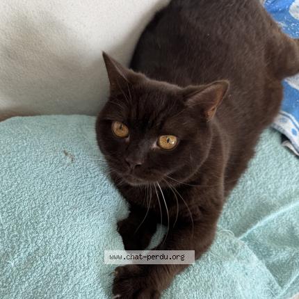 Photo 1/1 Tim Chat lost in Neuchatel