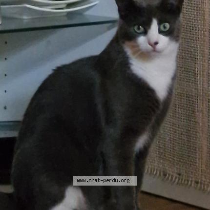 Photo 1/1 Cook Chat lost in Ste ramee