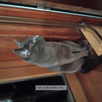 Photo 1/1 Willow Chat lost in Saint martin d hardinghem