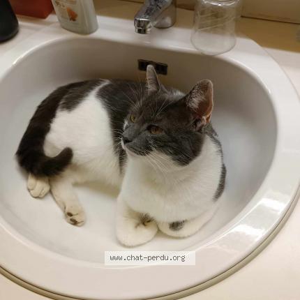 Photo 1/2 Arsène Lupin Chat lost in Chapelle lez herlaimont