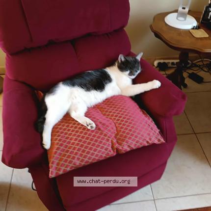 Photo 2/2 Arsène Lupin Chat lost in Chapelle lez herlaimont