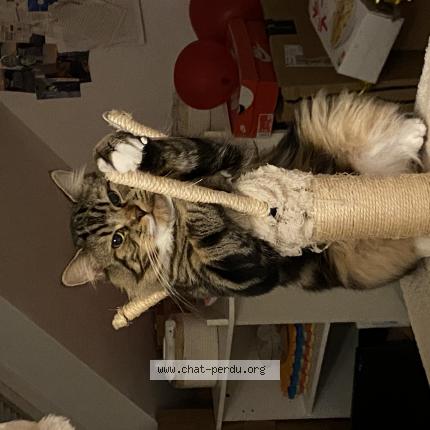 Photo 1/1 Chouquette Chat lost in Guipavas