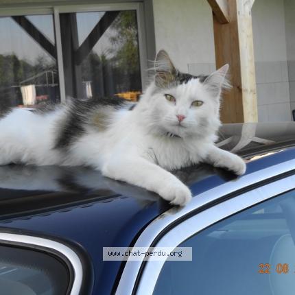 Photo 1/1 Ronnie Chat lost in Soumensac