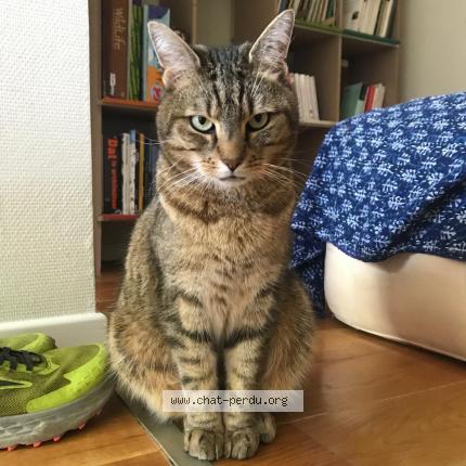 Foto 1/1 Kat teruggevonden Vermist in Schaerbeek