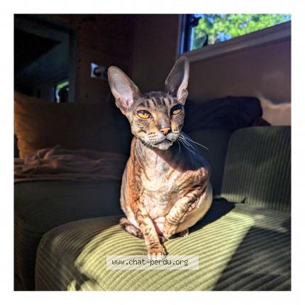 Photo 1/1 Damhsa Chat lost in St maurice de remens