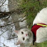 Picture of cat lost at Lavaufranche