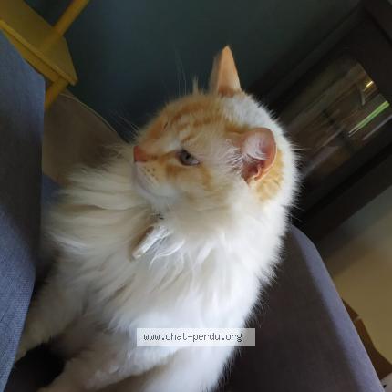 Photo 1/1 Mango Chat lost in Mornant