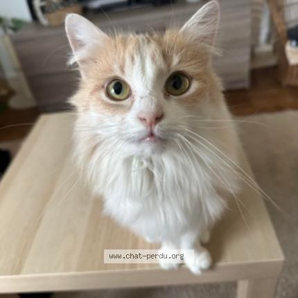 Photo 1/1 Mireille Chat lost in Montrichard val de cher