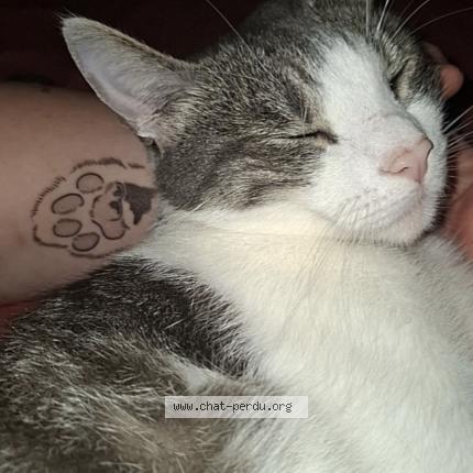 Photo 1/1 Bolt Chat lost in Servoz