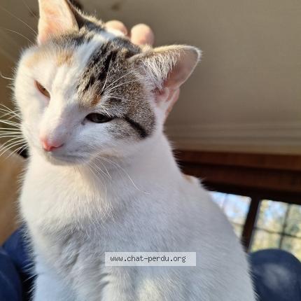 Photo 1/1 Yvette Chat lost in Court saint etienne