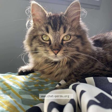 Photo 1/1 Pistache Chat lost in Mache