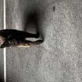 Picture of cat found at Evreux