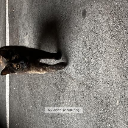 Photo 1/1 Found cat Found in Evreux