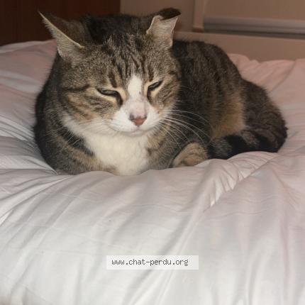 Photo 1/1 Nala Chat lost in Saint pierre les elbeuf