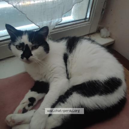 Photo 1/1 Zaya Chat lost in Coulanges yonne