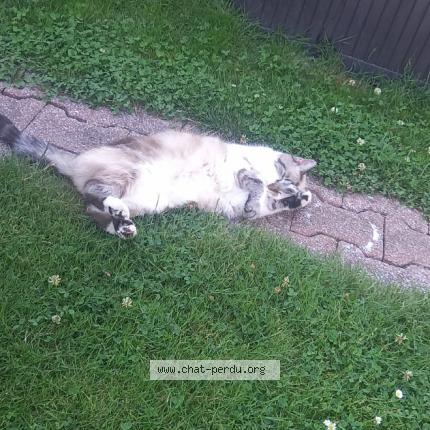 Photo 1/1 Popiette Chat lost in Lewarde