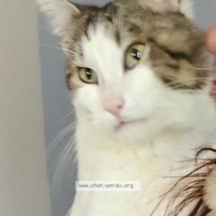 Photo 1/1 Youkou Chat lost in Blaye