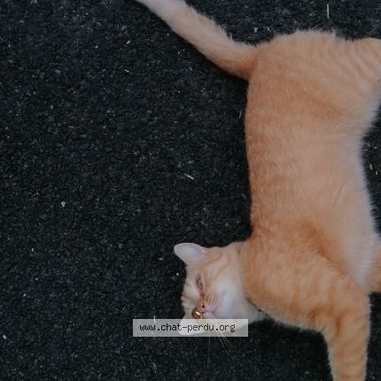 Photo 1/1 Found cat Found in Anglet