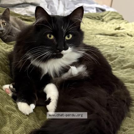 Photo 1/1 Crispy Chat lost in Arpajon