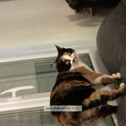 Photo 1/1 Princesse Chat lost in Monflanquin