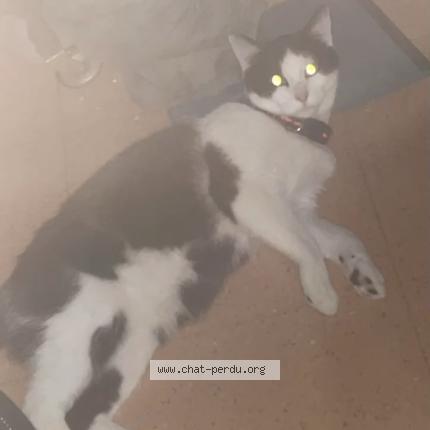 Photo 1/1 Simba Chat lost in Quimper