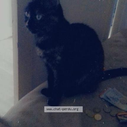 Photo 1/1 Fifille Chat lost in Trignac