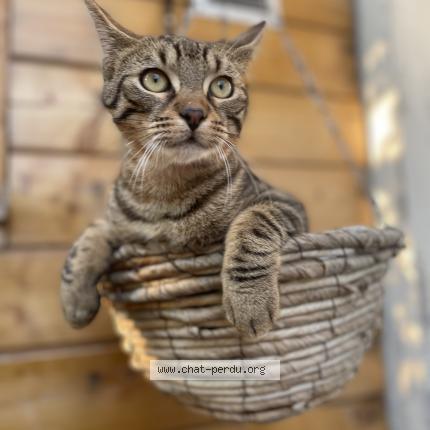 Photo 1/1 Lyo Chat lost in Garchizy