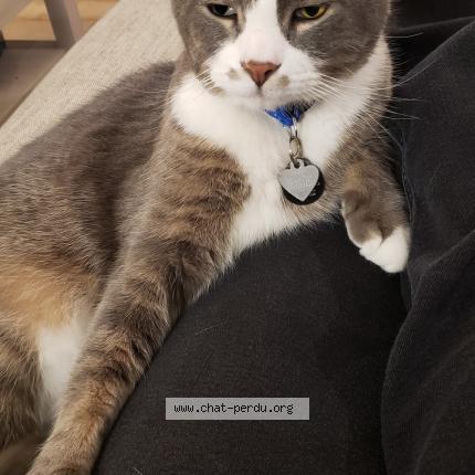 Photo 1/1 ORION Chat lost in Longueuil