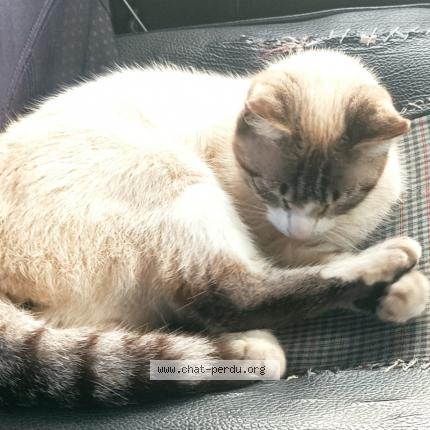 Photo 1/1 Guimauve Chat lost in Inguiniel