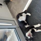 Picture of cat found at Porto Pollo