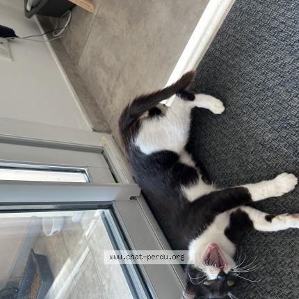 Photo 1/1 Found cat Found in Porto pollo