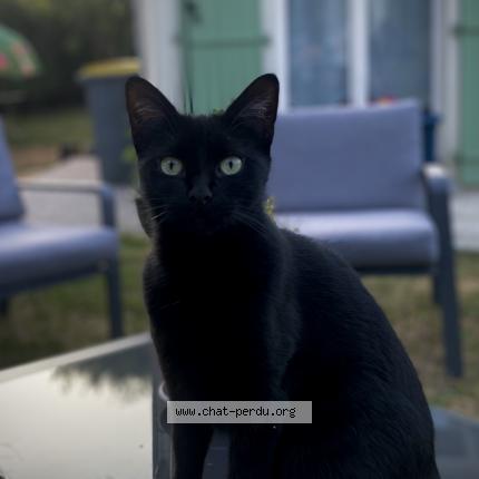 Photo 1/1 Bagheera Chat lost in Boissise le roi