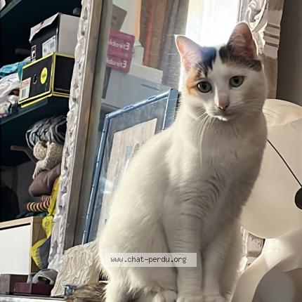 Photo 1/1 Nirvana Chat lost in Montpellier