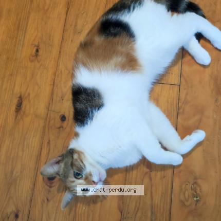 Photo 1/1 Praline Chat lost in Saint quentin