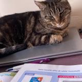 Picture of cat lost at Sartrouville