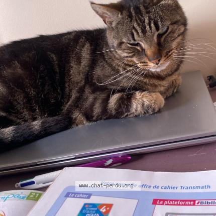 Photo 1/1 TIGRI Chat lost in Sartrouville