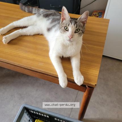 Photo 1/1 Found cat Found in Chateauneuf sur loire