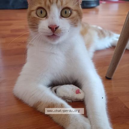 Photo 1/1 Bazooka Chat lost in Toulouse toulouse