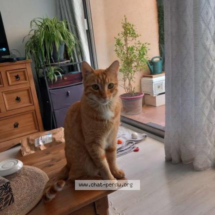 Photo 1/1 Bibou Chat lost in Mandelieu