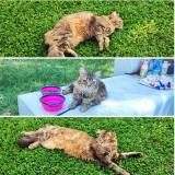 Picture of cat lost at Pierreefontaine Les Blamont